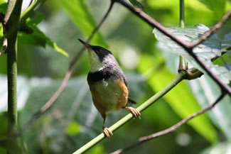 Ornaatapalis - Apalis pulchra